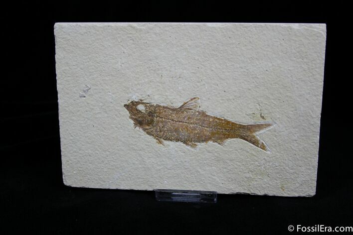 Inch Fossil Herring - Green River Formation #795